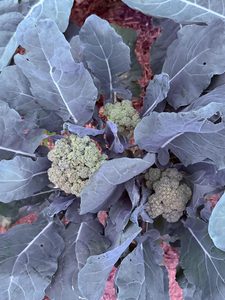 Broccoli