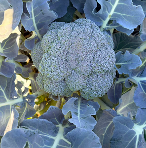 Broccoli