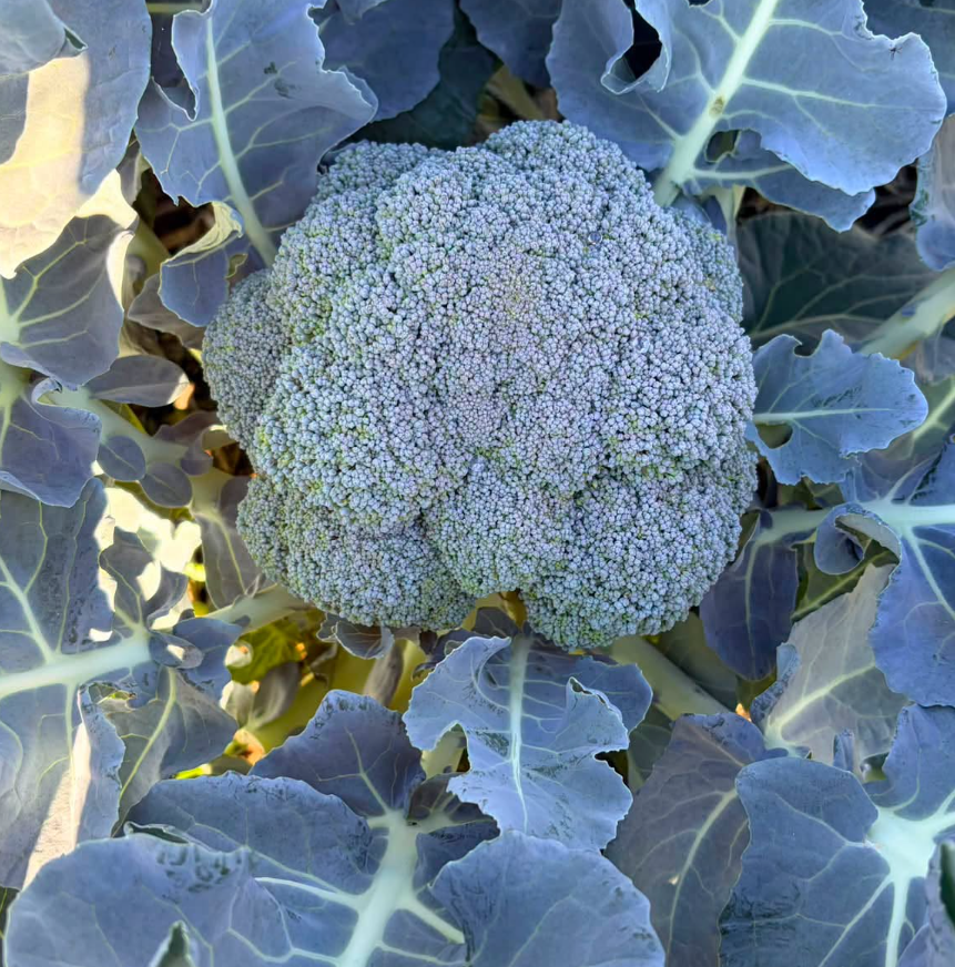 Broccoli