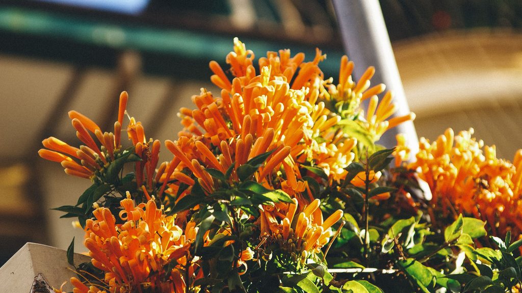 Firebush