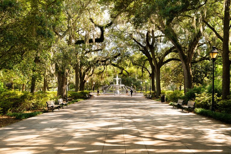 Live Oak Trees