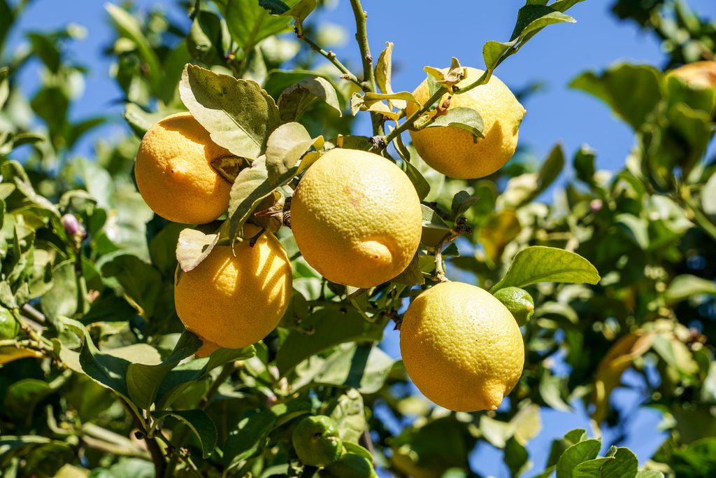 Lemons