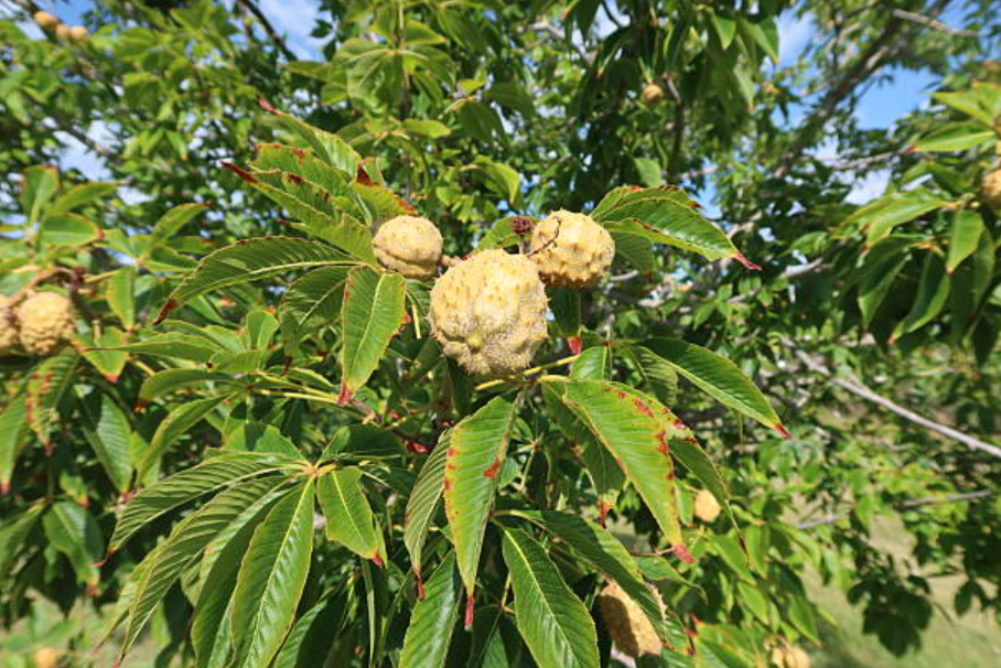 Ohio buckeye