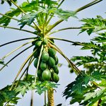 Papaya