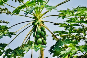 Papaya