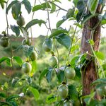 Passion fruit plant