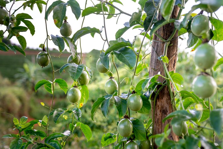 Passion fruit plant