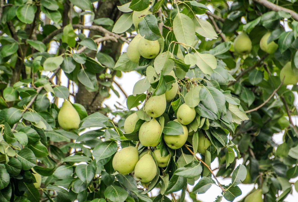 pear plant