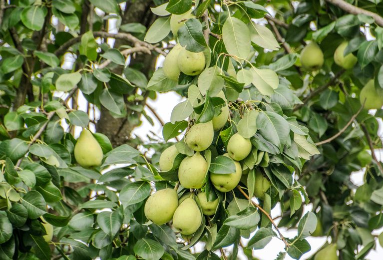 17 Best Fruit Trees for Zone 7 (With Care Tips)