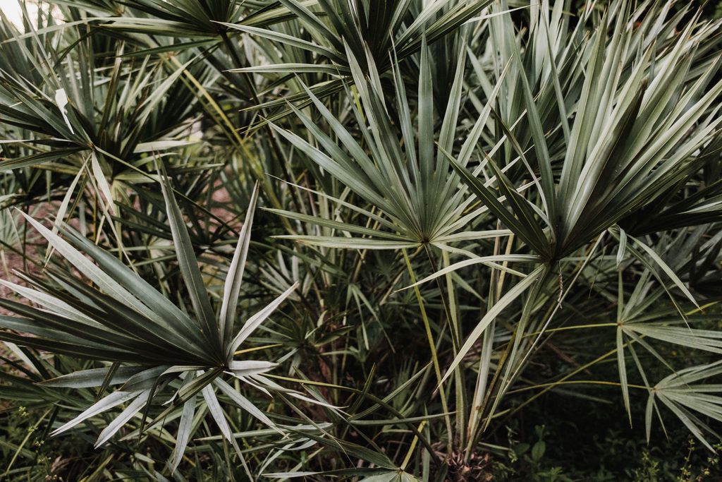 Saw palmetto