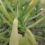 Summer squash