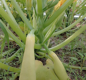 Summer squash