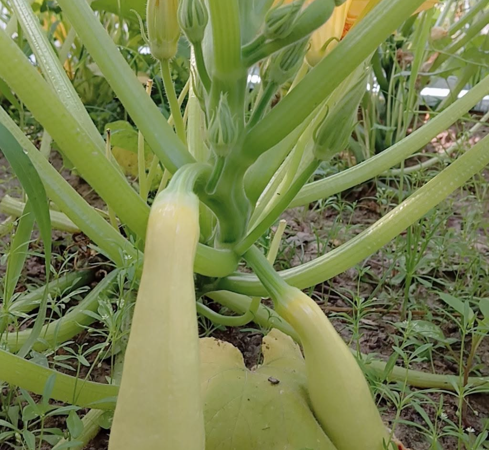 Summer squash