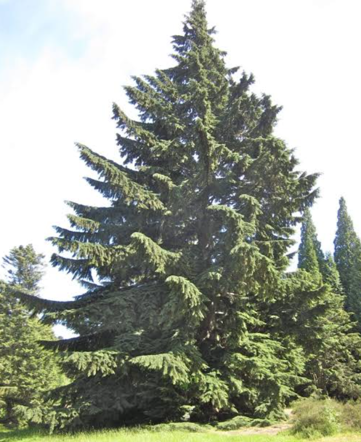 Western hemlock