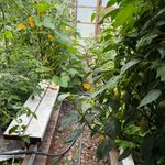 Winter Squash Companion Plants