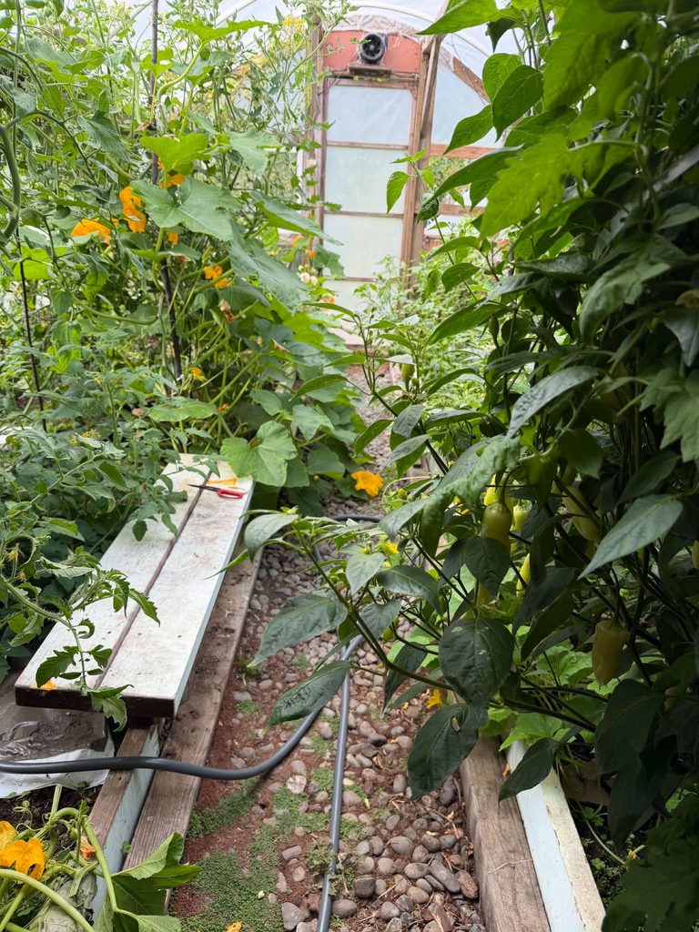 Winter squash companion plants