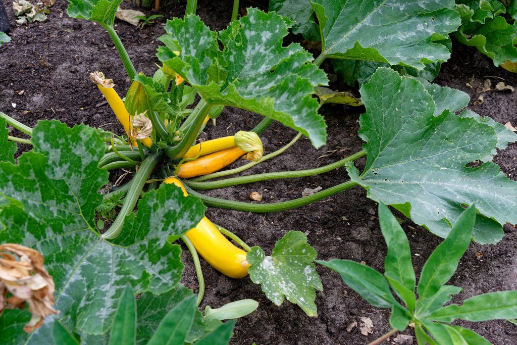 squash