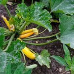 Yellow squash