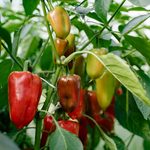 bell peppers