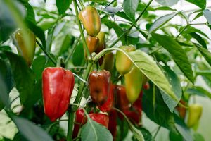 bell peppers