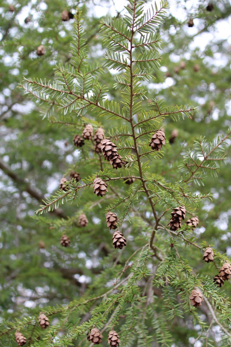 eastern hemlock