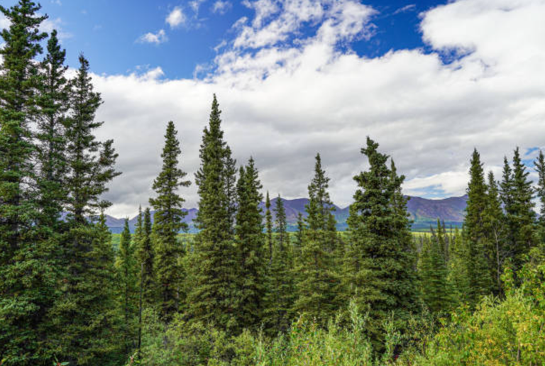 sitka spruce