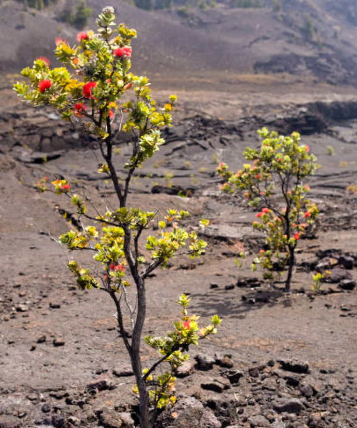 ʻŌhiʻa Lehua