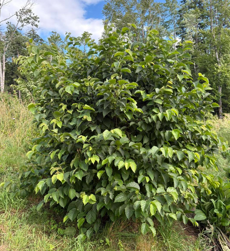 20 Native Shrubs of Wisconsin (With Growing Details)