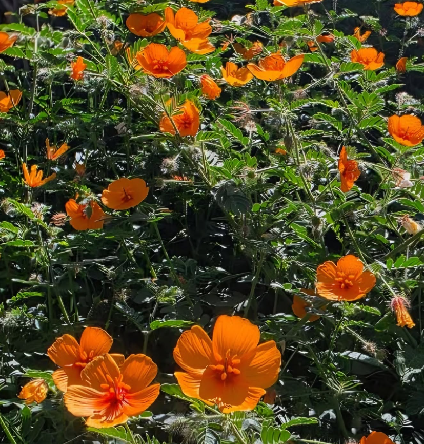 Arizona poppy