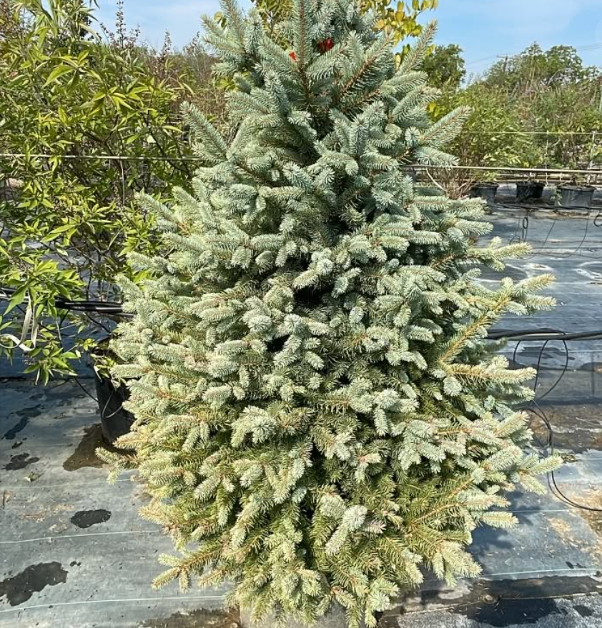 Baby Blueyes Colorado Blue Spruce