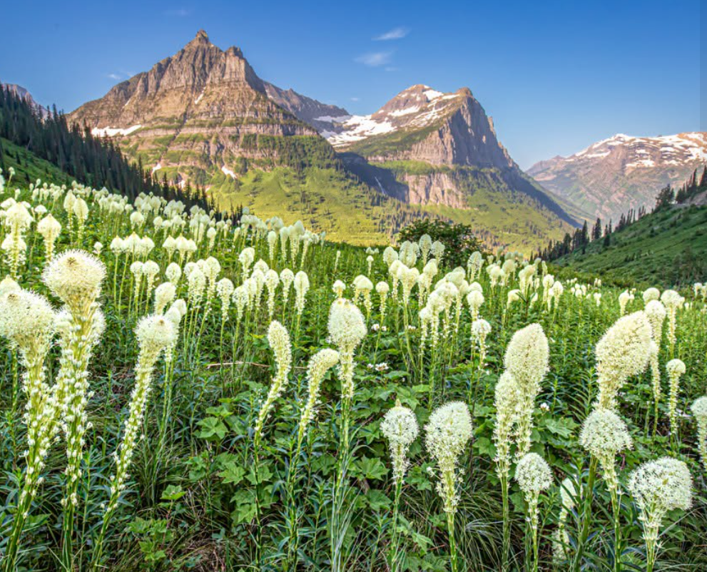 Beargrass