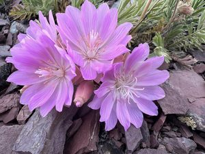 Bitterroot