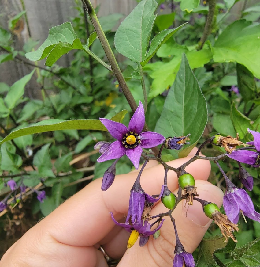 Bittersweet Nightshade
