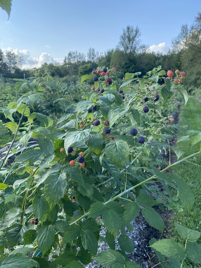 Black Raspberry