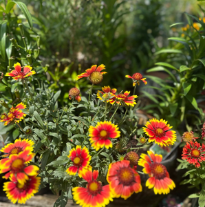 Blanket flower