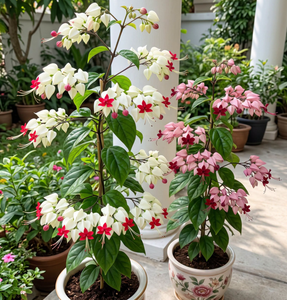Bleeding heart