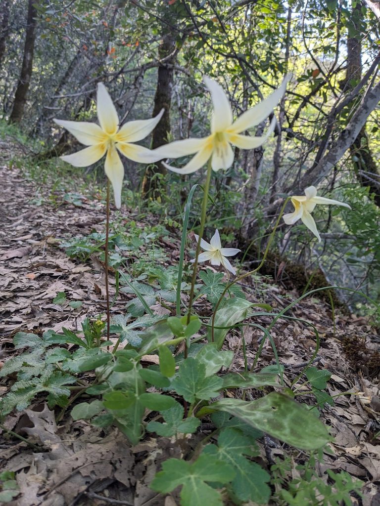California Fawn Lily