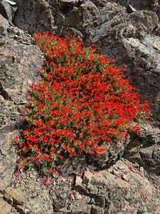 California Fuchsia