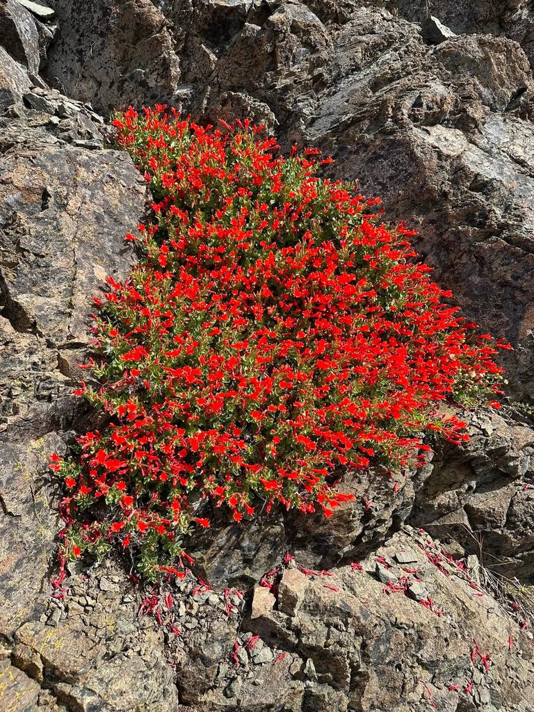 California Fuchsia