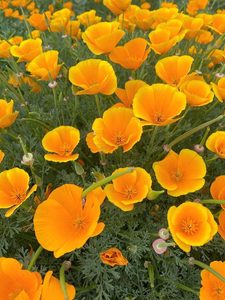 California Poppy