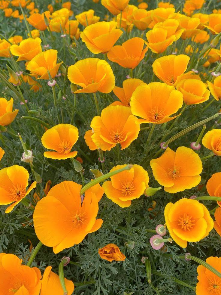 California Poppy 