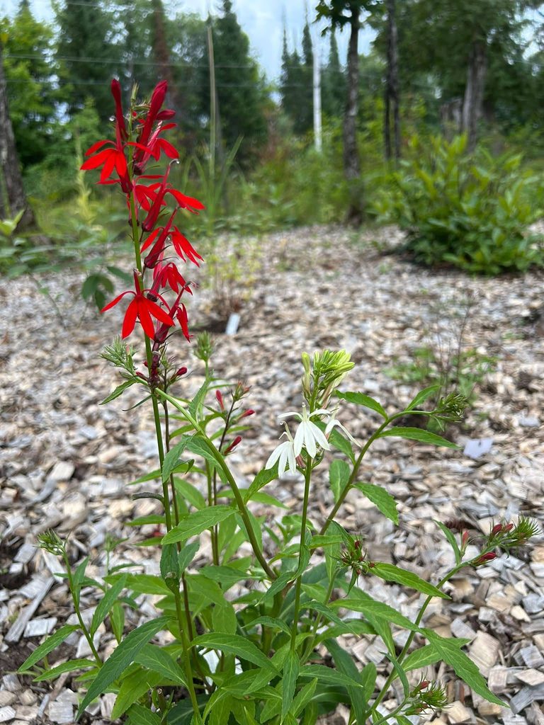 Cardinal Flower