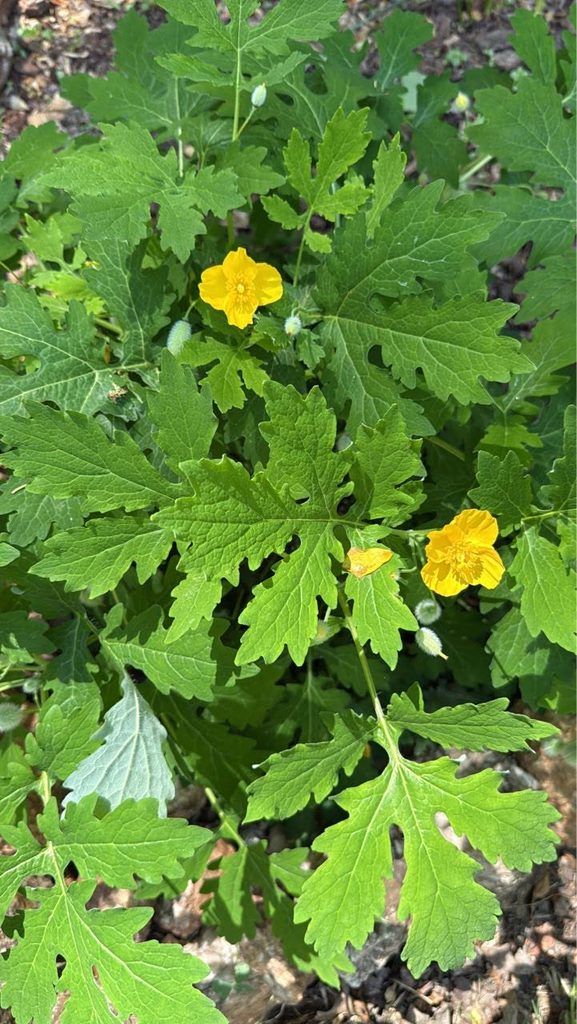 Celandine Poppy 