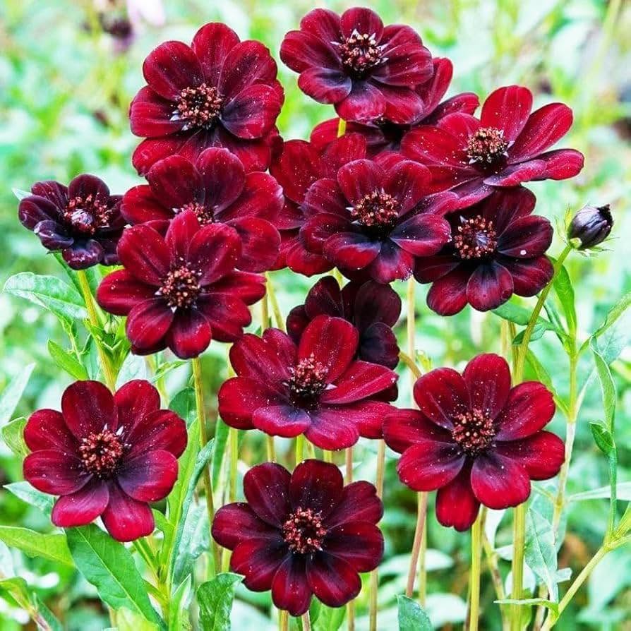 Chocolate Cosmos