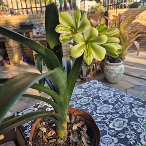 Clivia