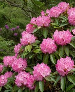 Coast Rhododendron