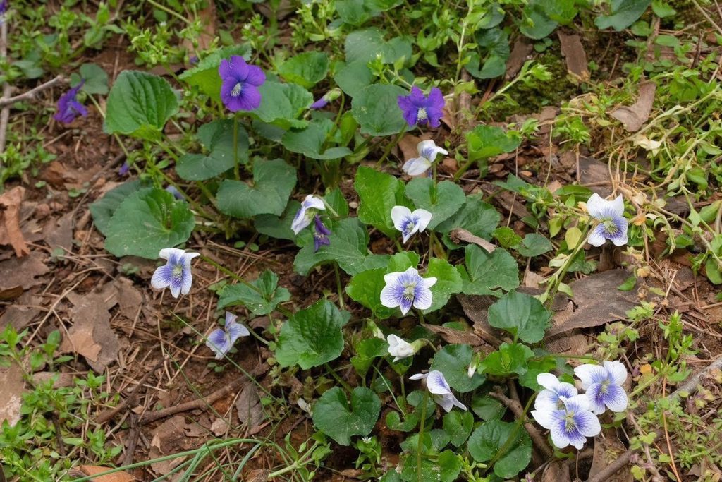 Common Blue Violet