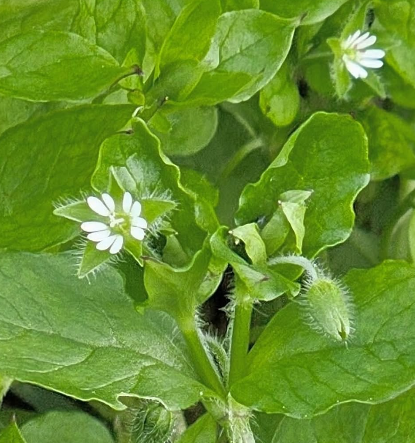 Common chickweed