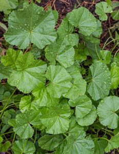 Common Mallow