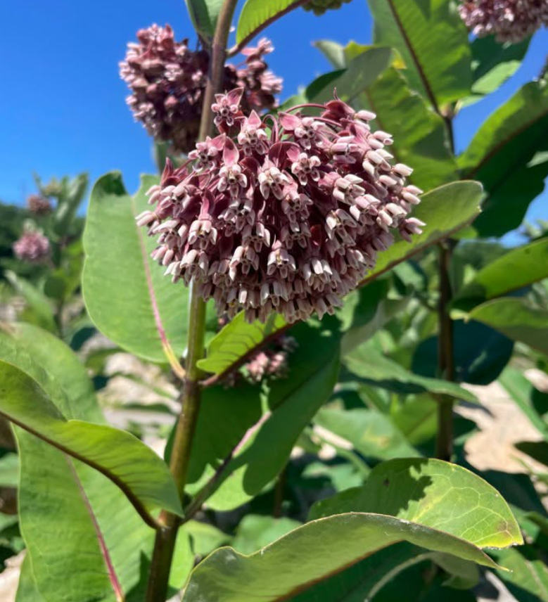 Common milkweed